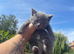 Beautiful bsh x kittens