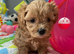 MALTIPOO XS – ADORABLE PUPPIES LOOKING FOR LOVING HOMES!