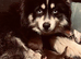 Outstanding chowskies needing for ever homes