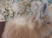 2 beautiful Angora Babies Ready now