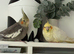 Beautiful pair of cockatiels 3 months very tame