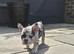 Beautiful french bulldog litter