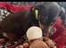 Adorable Miniature Dachsund puppies.