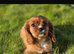 King Charles Cavalier puppies
