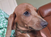 3 girls 3 boys miniature dachshunds