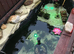 POND FISH