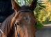 Very quiet allrounder Irish TB mare 16h 4yo RORE