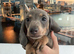Miniature dachshunds