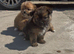 pomchi puppies.