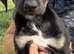 Last 2 boys looking for there for ever homes