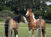 For  loan 14.2 Cob X mare