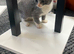 Kitten BHS grey and white