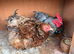 Pair of bantam chickens