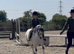 Registered section A mare