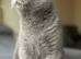 Beautiful 6 Year Old Female Free To Good Home