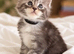 GCCF TICA 5 Gen Pedigree Champion Line Maine Coons
