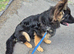 German Shepherd puppy 7 months old