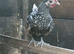 Seabright Bantam Cockerell