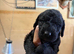 Bedlington x whippet pups Lurcher