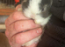 Lop babies mixed litter