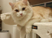Persian cat