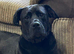 Cane corso x Rhodesian ridgeback