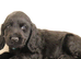 Show cocker spaniels