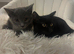1 Beautiful 12 Week Old Female BSH Left!