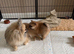 ** KC ORANGE SABLE POMERANIAN GIRL**