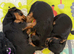 ADORABLE YORKSHIRE TERRIER PUPPIES FOR SALE