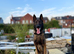Trained 3-Year-Old Belgian Malinois 'Tank' - Great Family & Security Dog