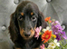 TOP QUALITY MINI LONG HAIR DACHSHUNDS READY!