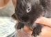 3 beautiful boy netherland dwarfs