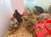 Beautiful Japanese Quail chicks