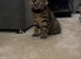 9 week old kitten