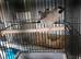 Cherry finch (cock bird)