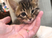 Beautiful bengal kittens