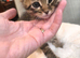 Beautiful bengal kittens