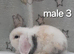 Beautiful purebred mini lops