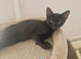 Kittens for rehoming