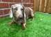 Miniature Dachshund - Male