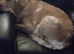 Waiting list. Pups here born 11/3/2026