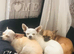 Apple head white chihuahua