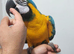 Super silly tame blue gold macaw .