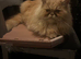 Male persians reduced to £325 each or £600 for both