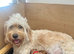 Beautiful F4B Miniature Goldendoodle Puppies