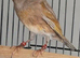 Silver goldfinch mule