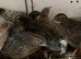 Chinese painted quails