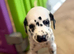 Beautiful Dalmatian puppies