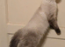 Traditional Seal Point Boy